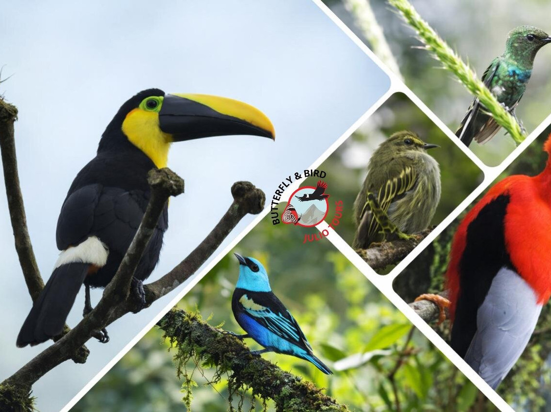 Butterfly and Bird Julio Tours - Ecolodge-Nanegal必去景点
