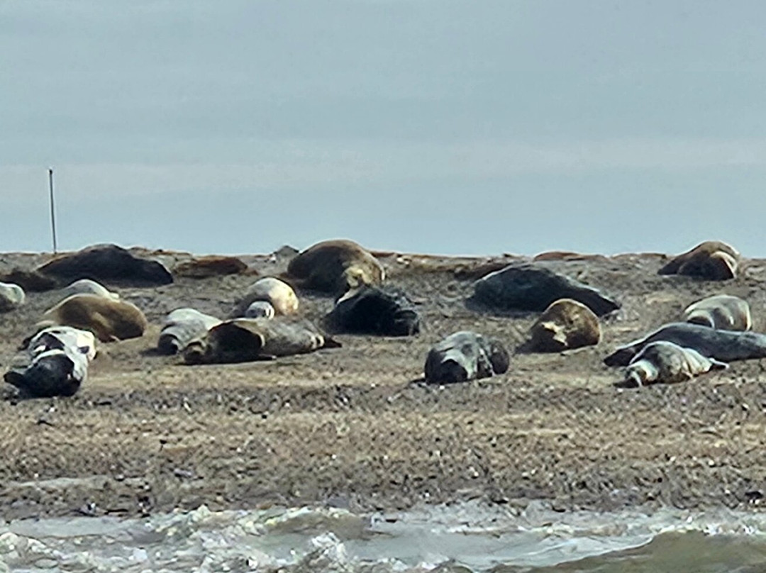 Bishops Boats Seal Trips-布莱克尼必去景点