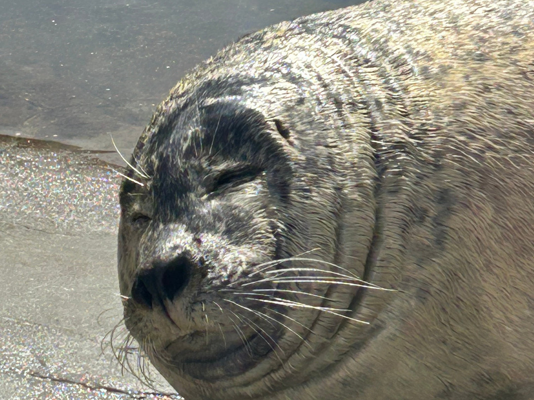 Sea Life Scarborough-斯卡伯勒必去景点