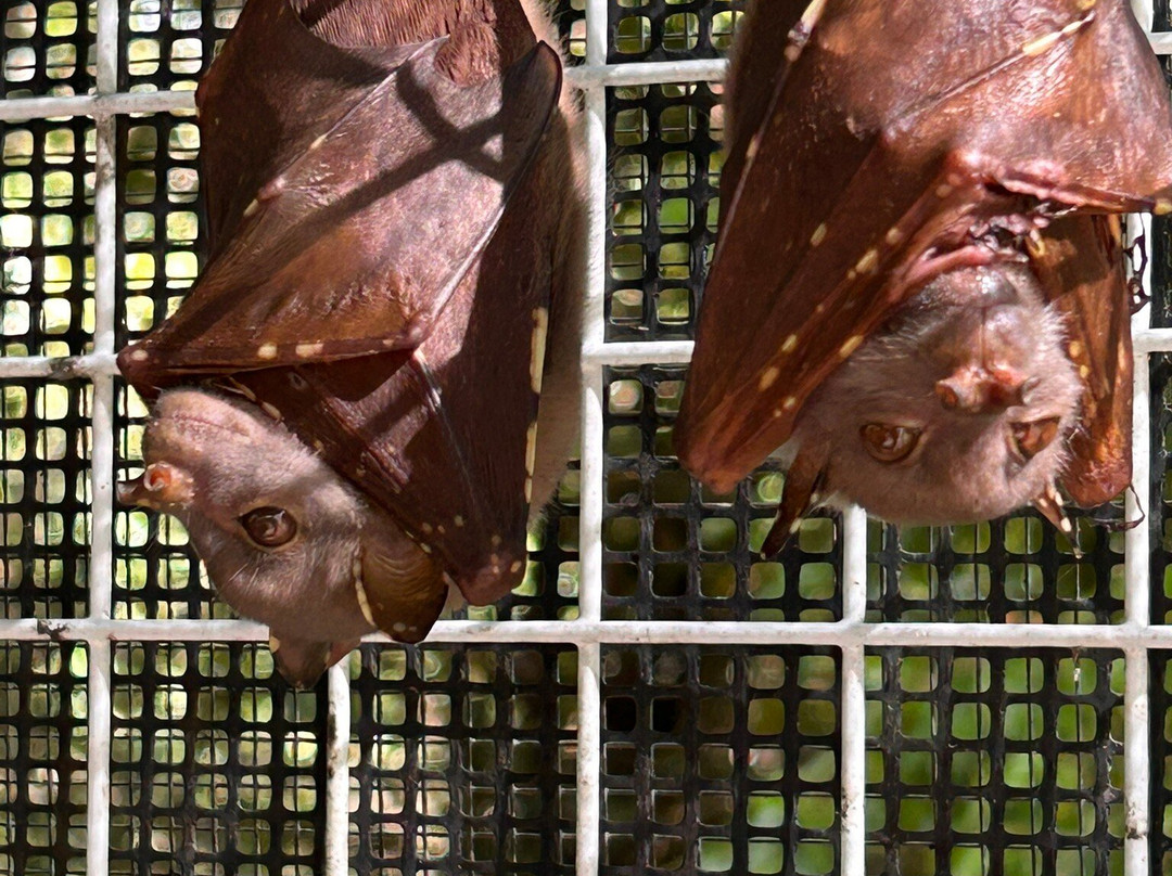 The Bat Hospital Visitor Centre- 阿瑟顿必去景点