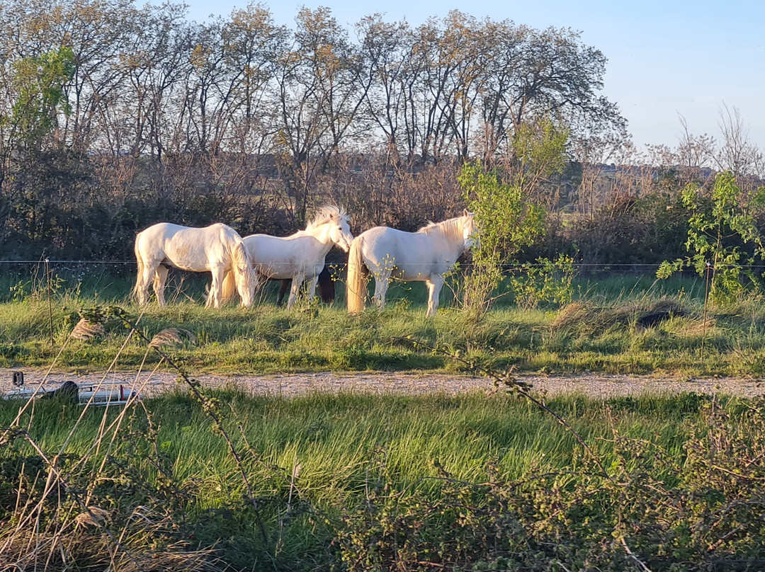 Canalous - Colombiers-Colombiers必去景点
