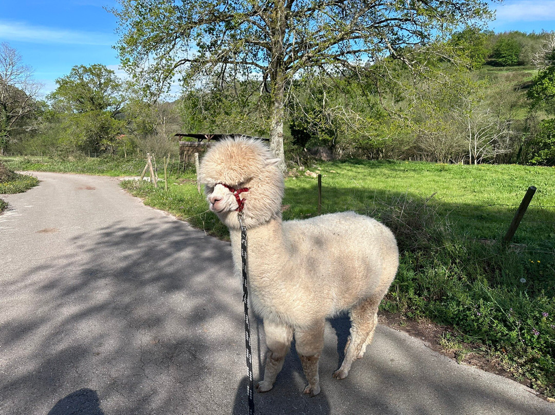 Alpacas de la Tierruca-Llanos必去景点