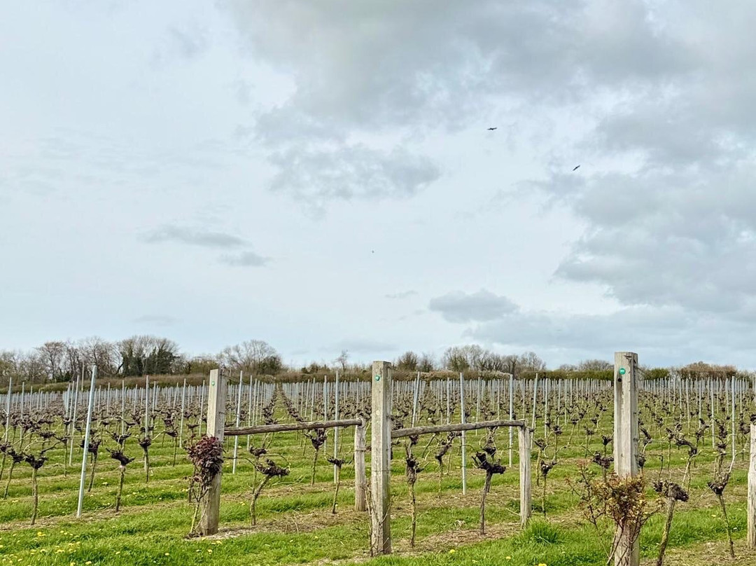 Langham Wine Estate Vineyard-多切斯特必去景点