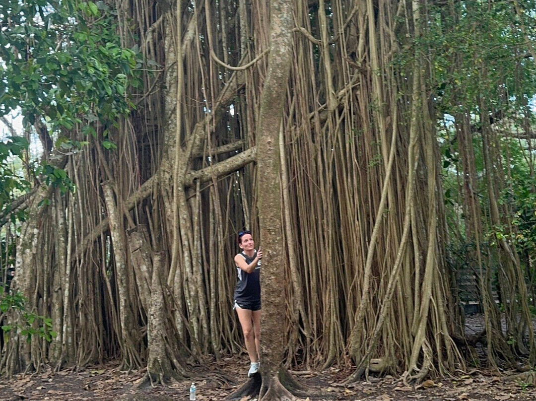 Tree Tops Park-戴维必去景点