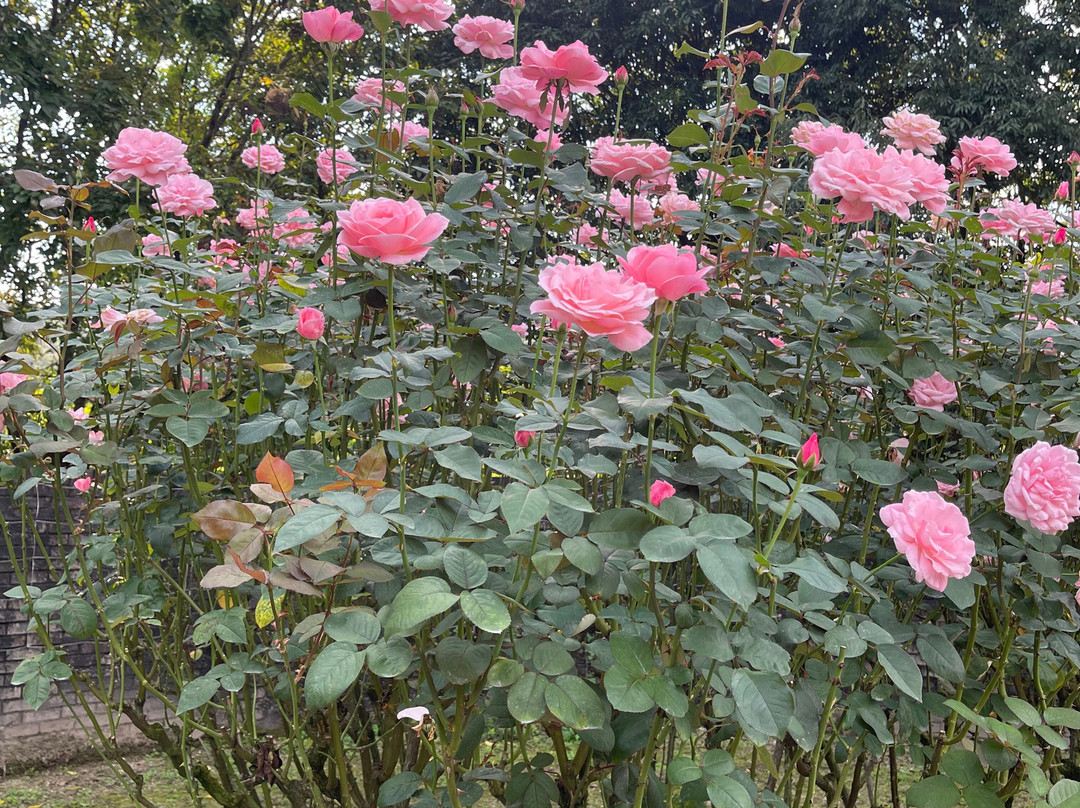 Onocho Rose Park-小野町必去景点
