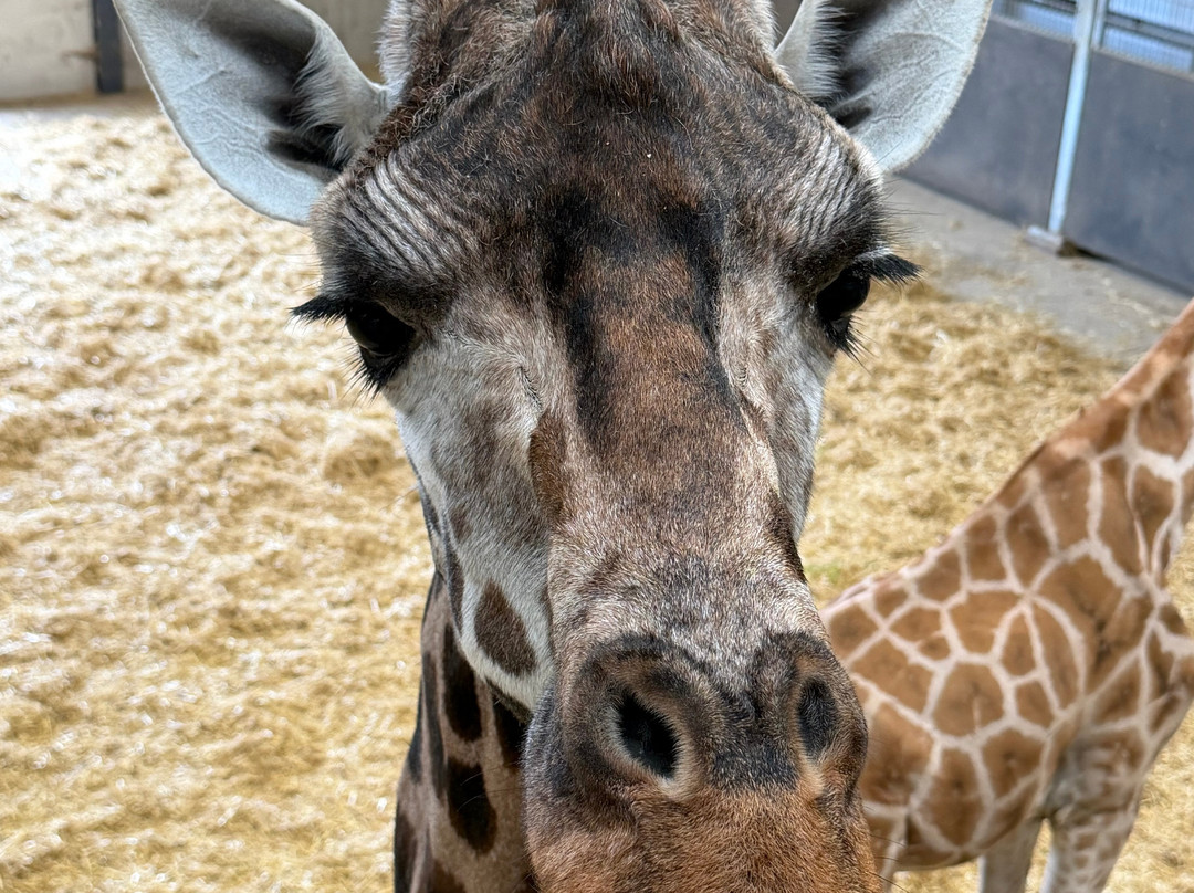Woburn Safari Park-Woburn必去景点