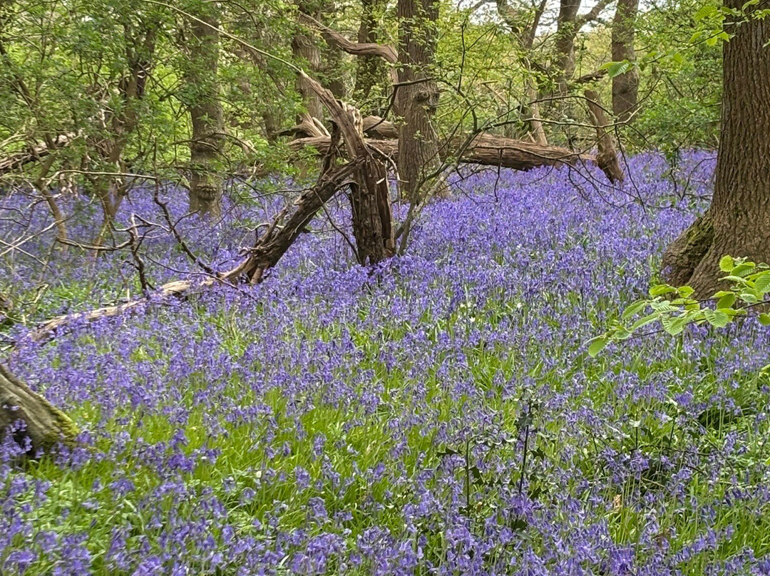 Arlington Bluebell Walk-Arlington必去景点
