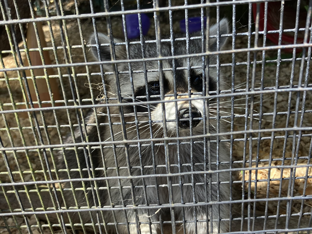 Jungle Adventures A Real Florida Animal Park-Christmas必去景点