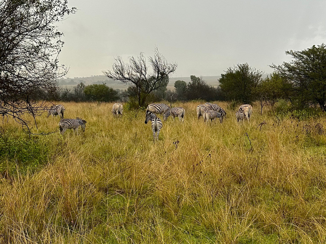 Dlamini 4 Africa Tours & Safaris-比勒陀利亚必去景点