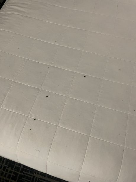 梅卡尼克斯堡哈里斯堡拉昆塔温德姆套房酒店-旅行者