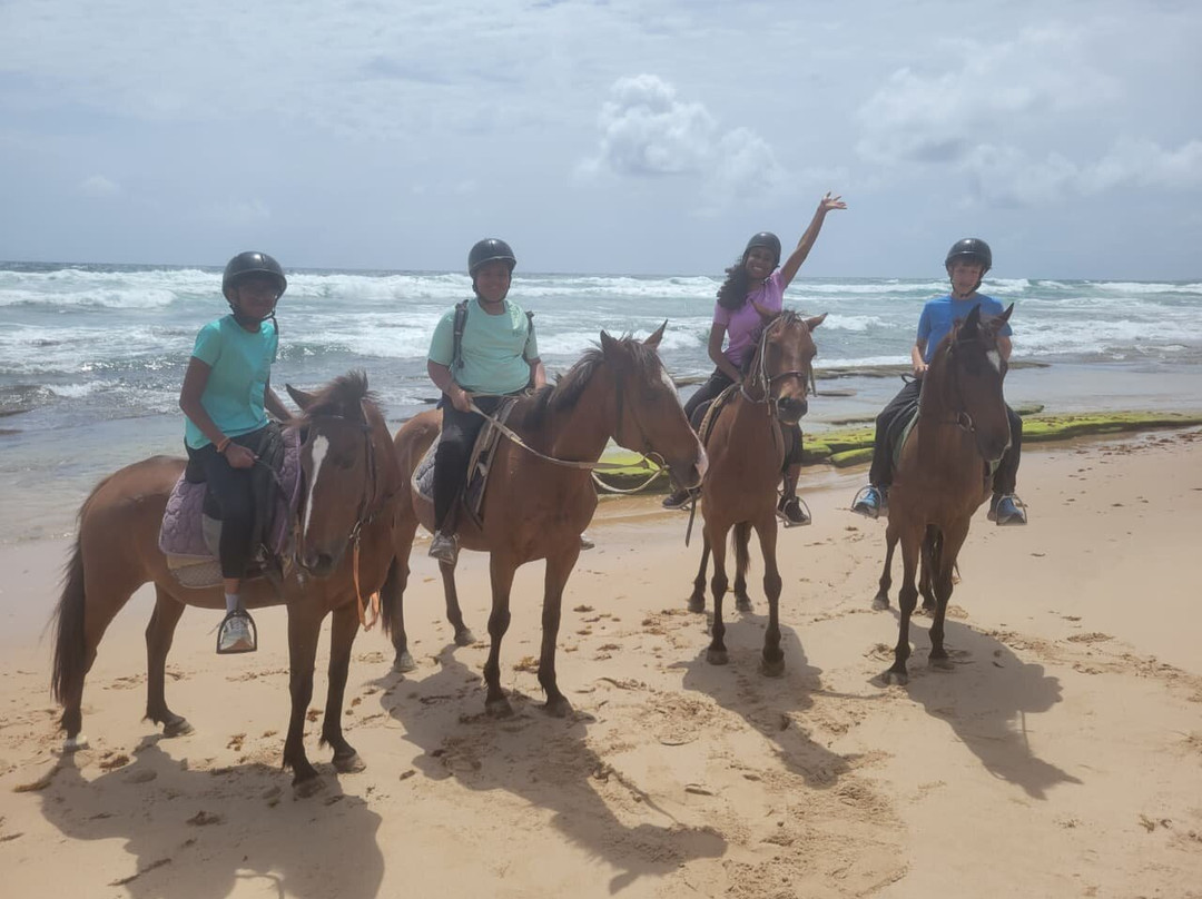 Jah Works Riding Stables-布里奇顿必去景点