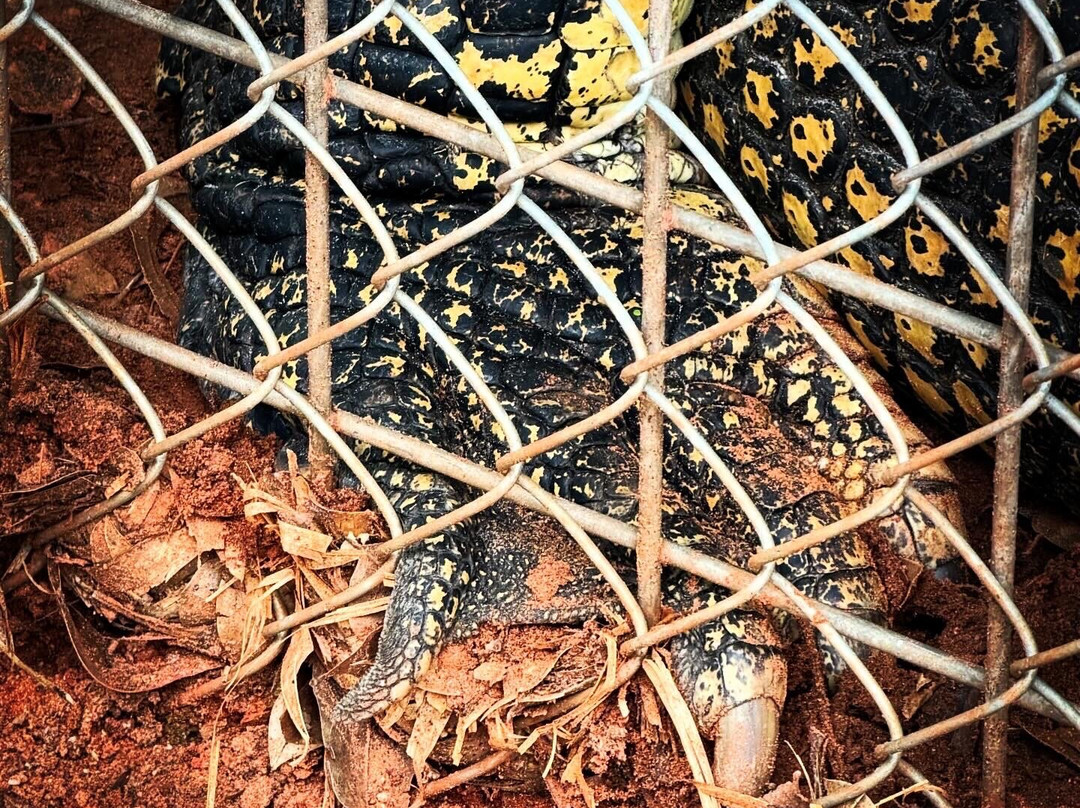Malcolm Douglas Broome Crocodile Park-布鲁姆必去景点