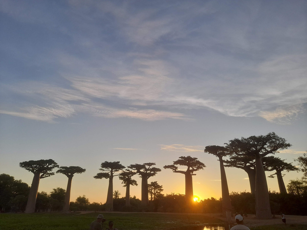 Avenue of the Baobabs-Morondava必去景点