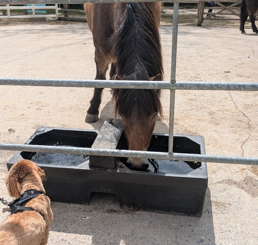 Exmoor Pony Centre-Dulverton必去景点