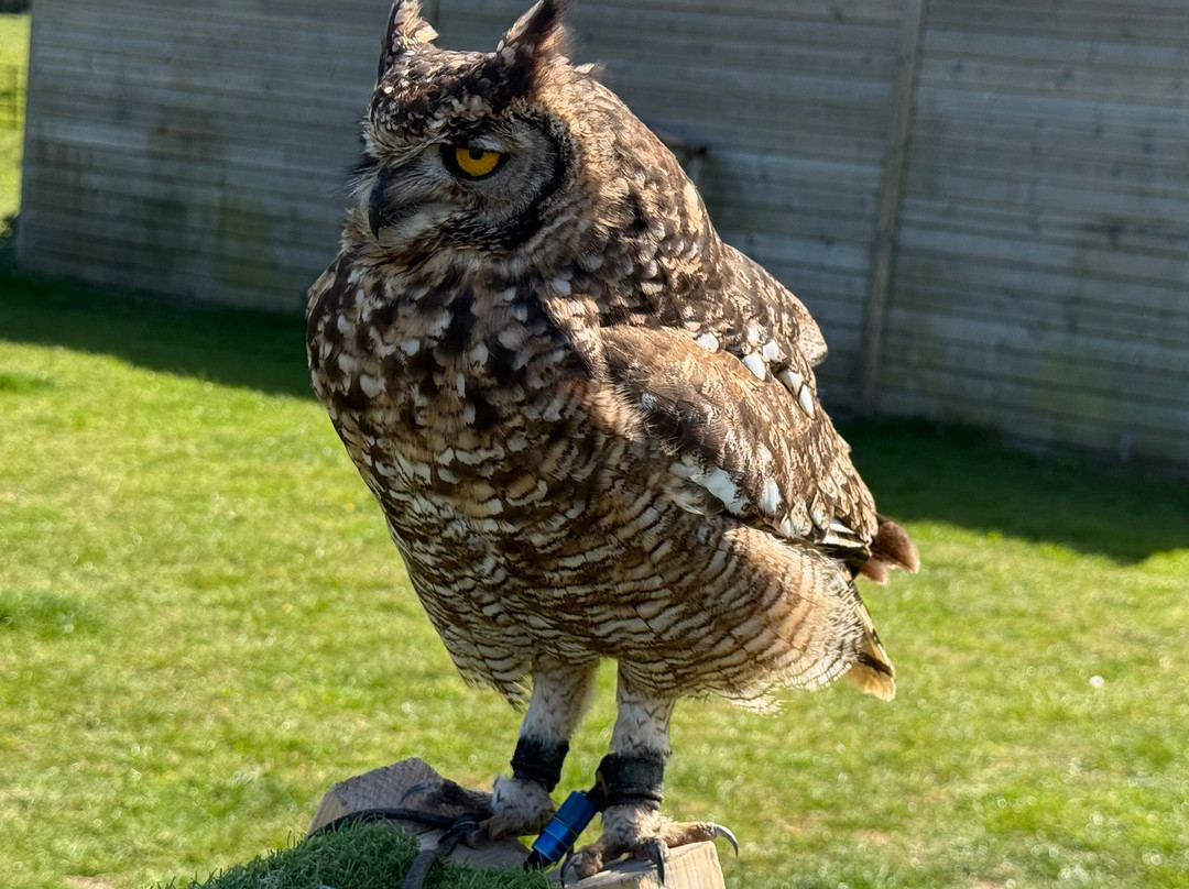 Kent Falconry Centre-Throwley必去景点