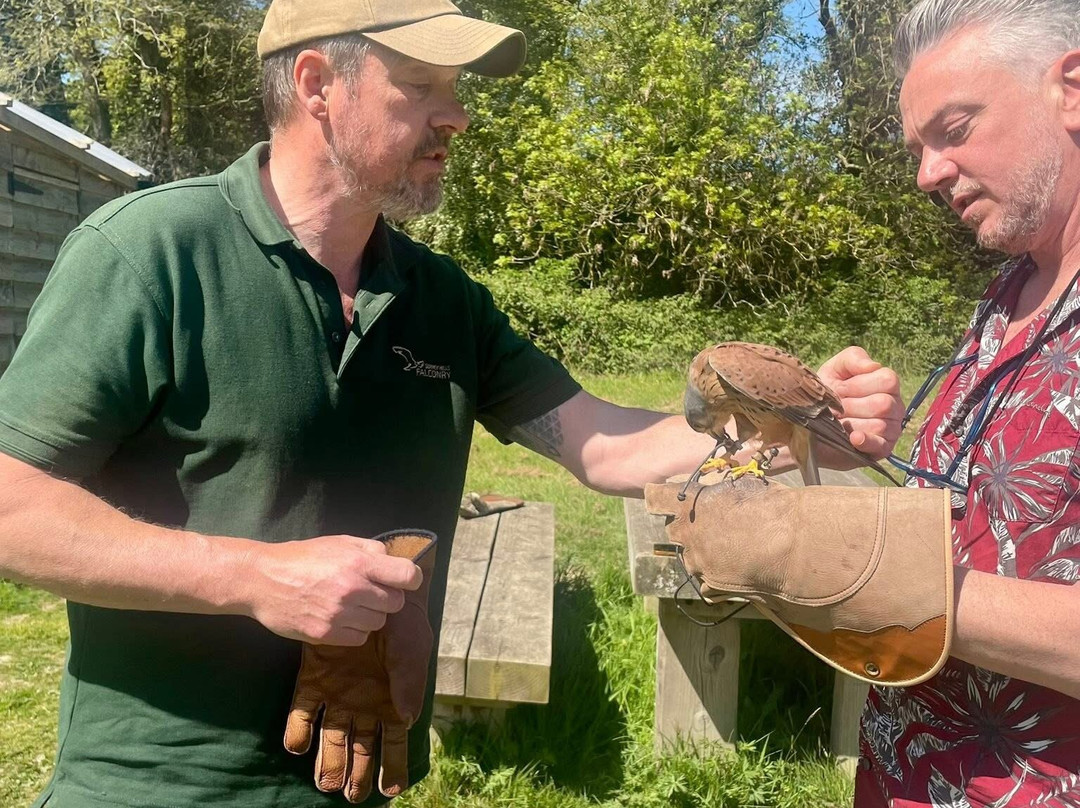 Surrey Hills Falconry-Ockley必去景点