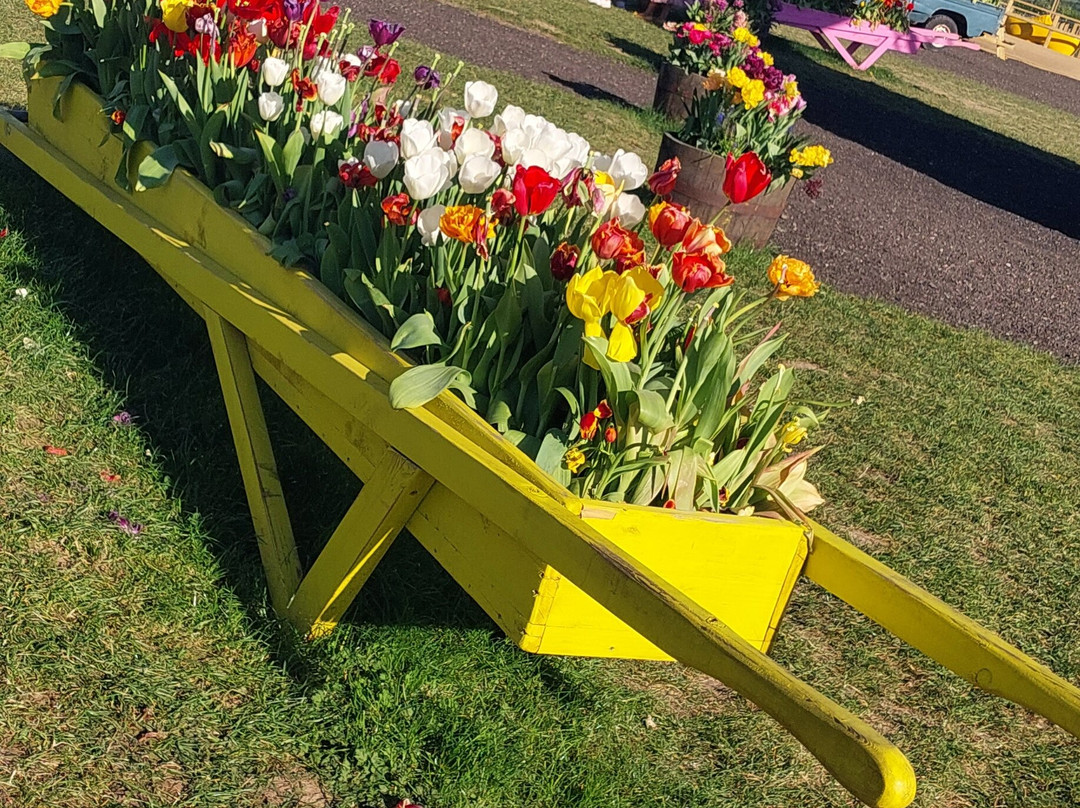 Tulleys Tulip Fields - Hertfordshire-圣奥尔本斯必去景点
