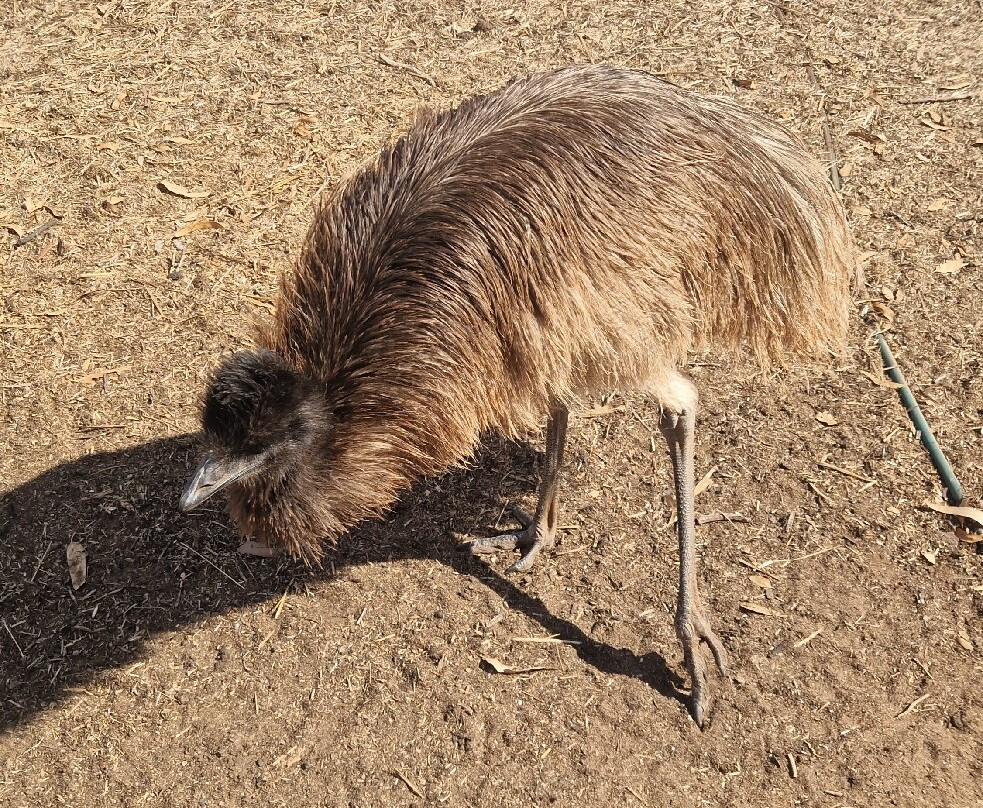 Greenough Wildlife & Bird Park-Greenough必去景点