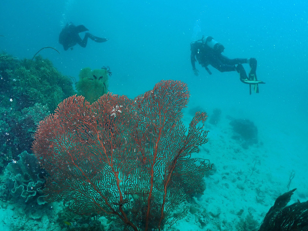 Mission Beach Dive-Mission Beach必去景点