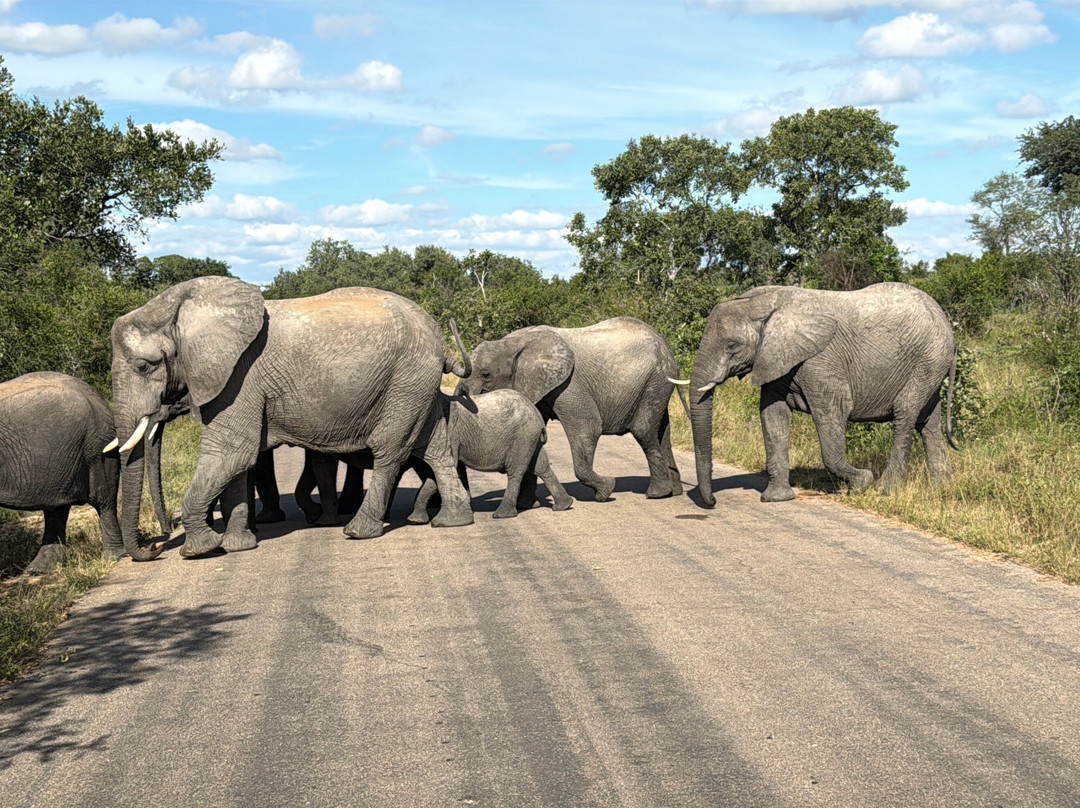 Kruger National Park Safari Specialists - Tours & Safaris-白河必去景点