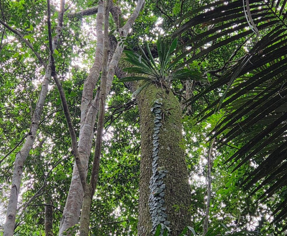 Amazon Green Tours-玛瑙斯必去景点