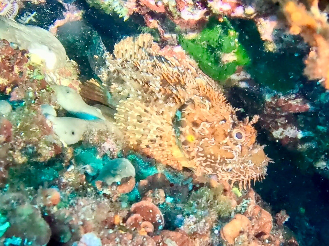 Orcasub Ibiza Diving Center-Cala Tarida必去景点