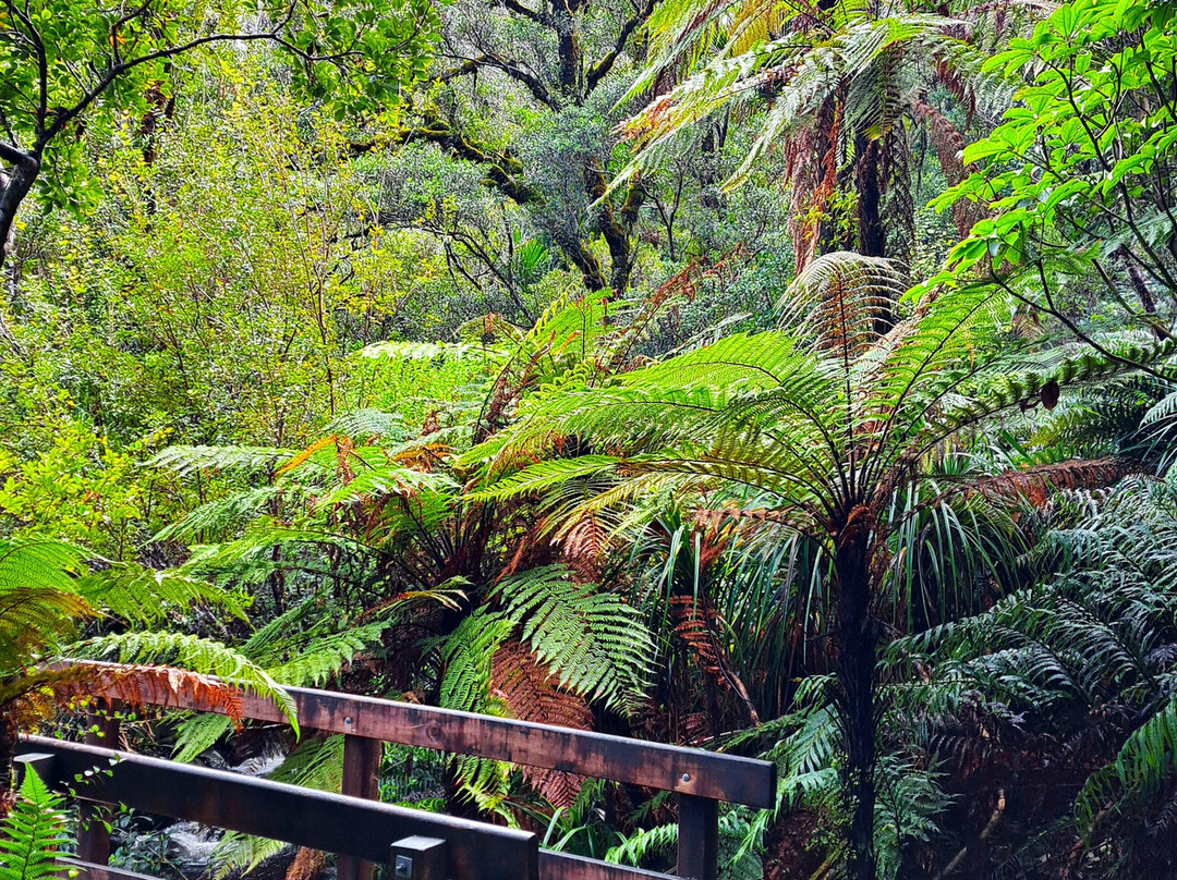 Cookson Kauri Walk-Thames必去景点