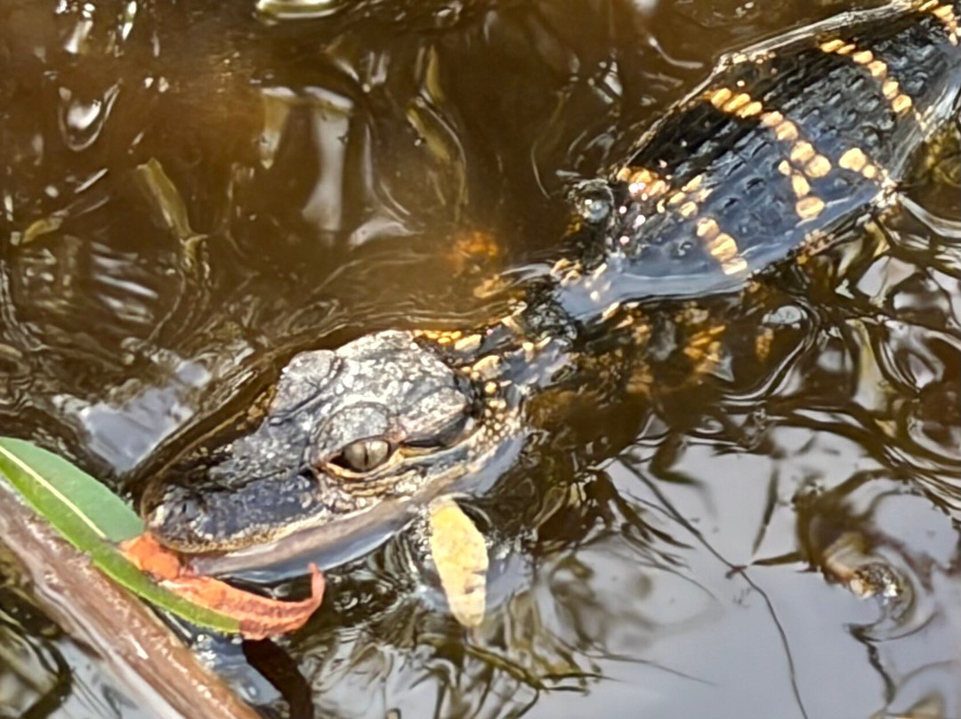 Everglades Airboat Excursions-Tamarac必去景点