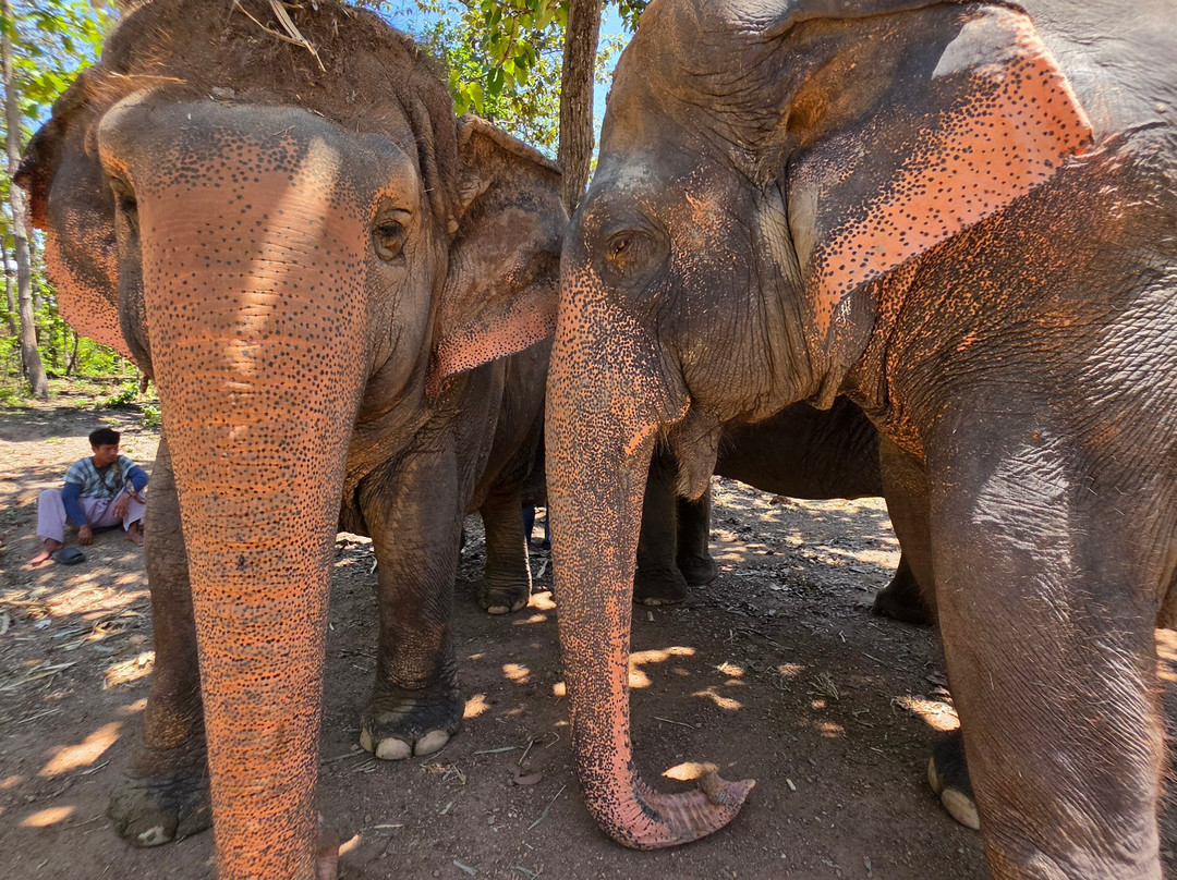 Maerim Elephant Sanctuary-夜林必去景点