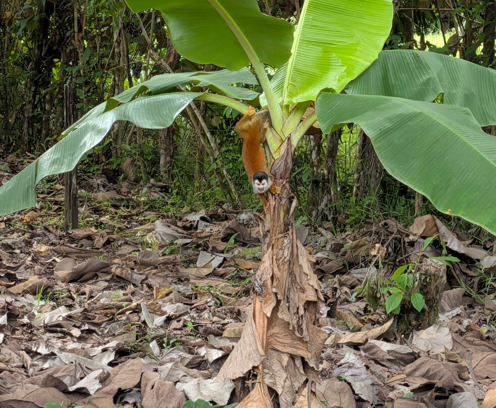Rancho Raices De Puerto Jimenez-希门尼斯港必去景点