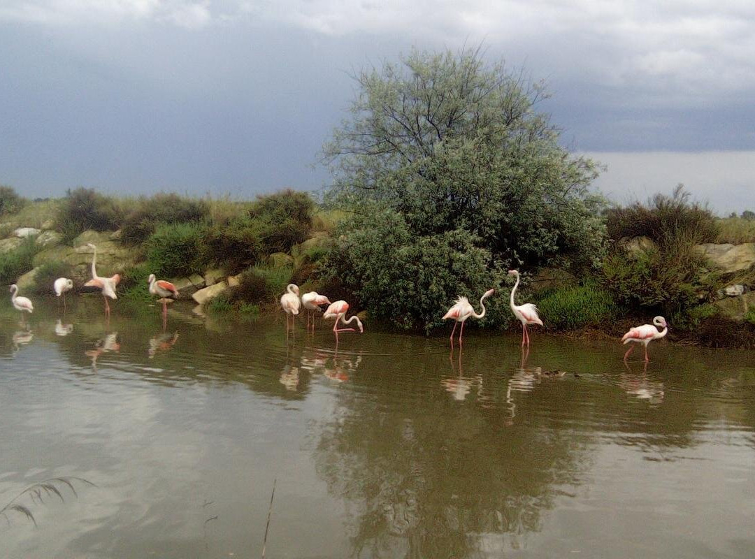 Safari Karine Cœur de Camargue-Montcalm必去景点