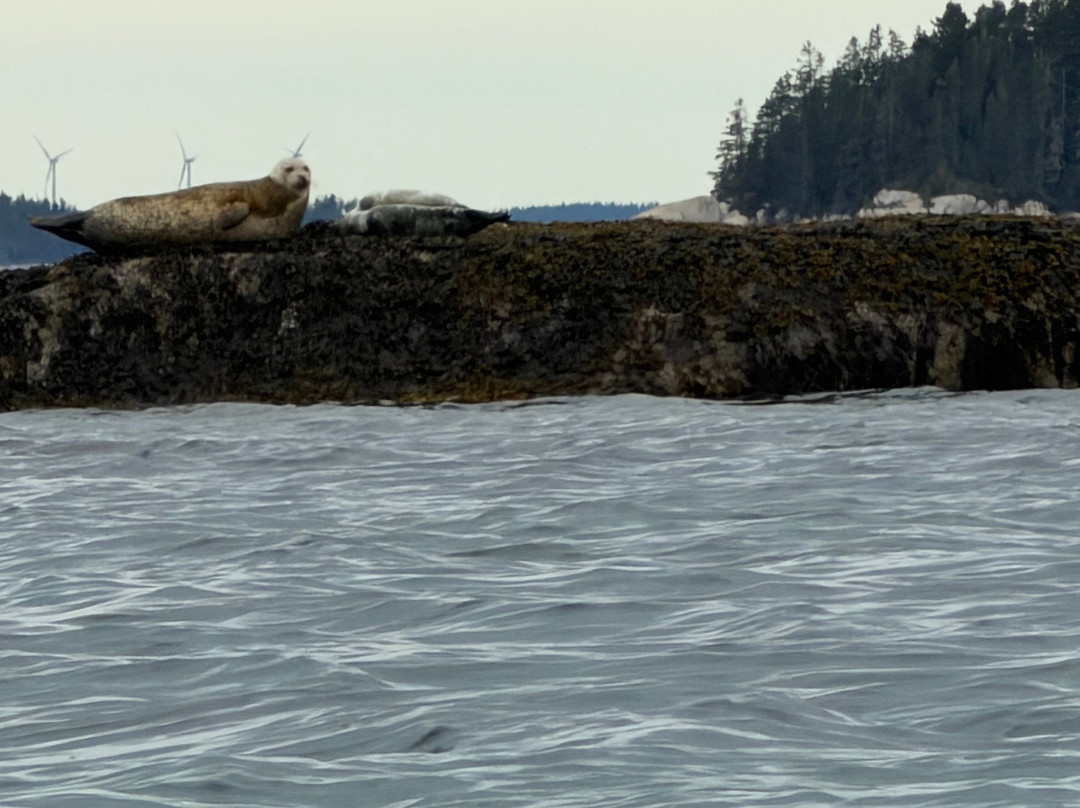 Sea Kayak Stonington-Stonington必去景点