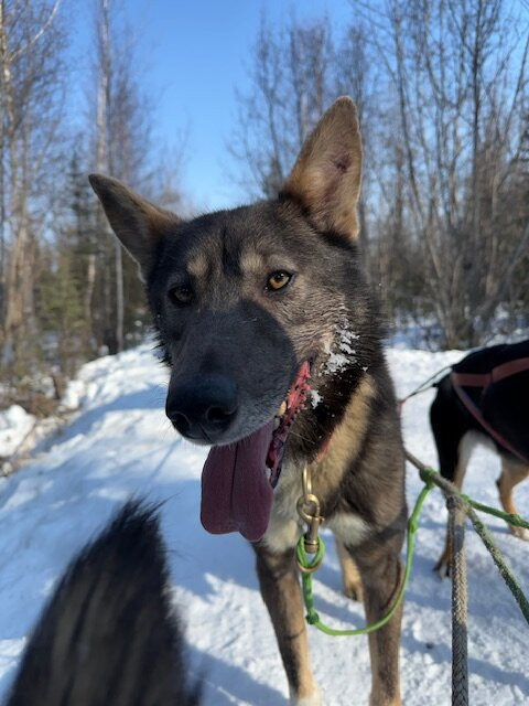 The Alaska Dogstead Mushing Company-Big Lake必去景点
