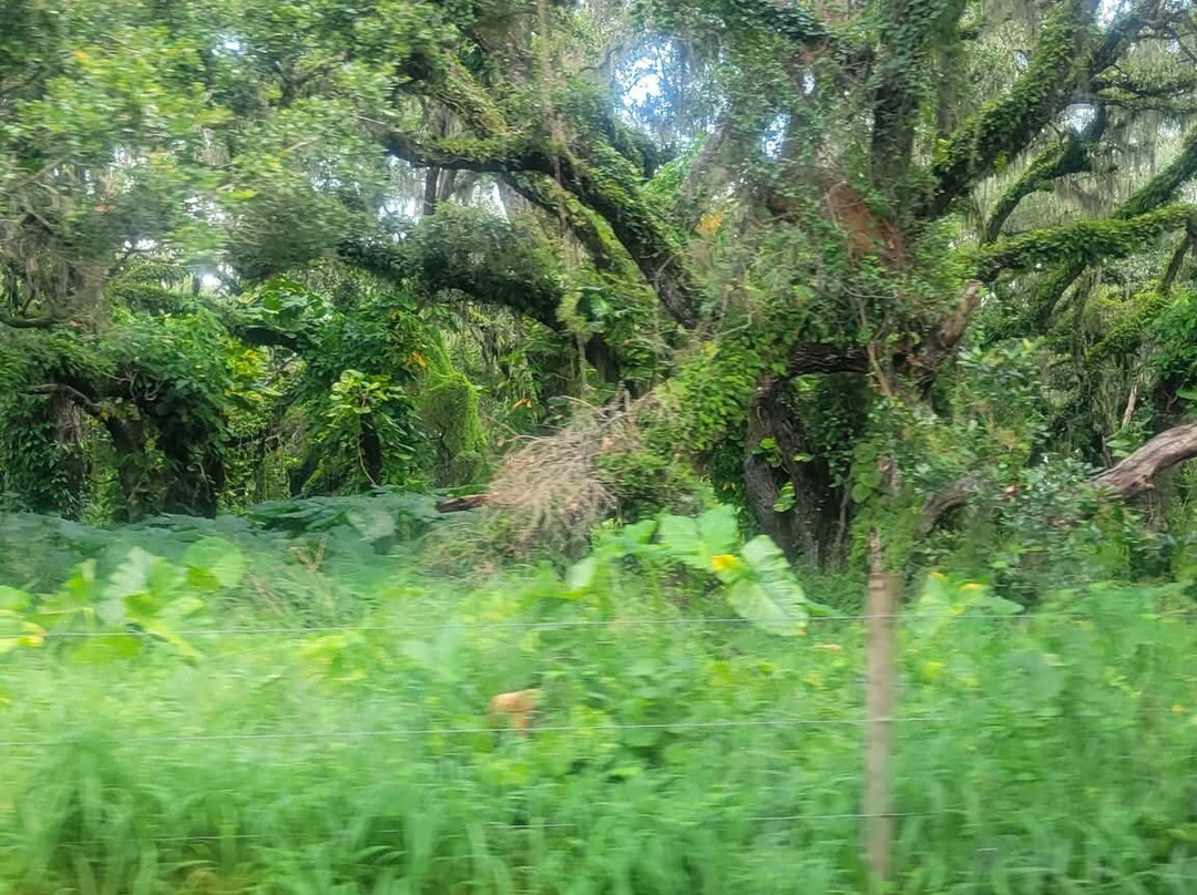 Grape Hammock Airboat & Alligator Tours-莱克威尔士必去景点