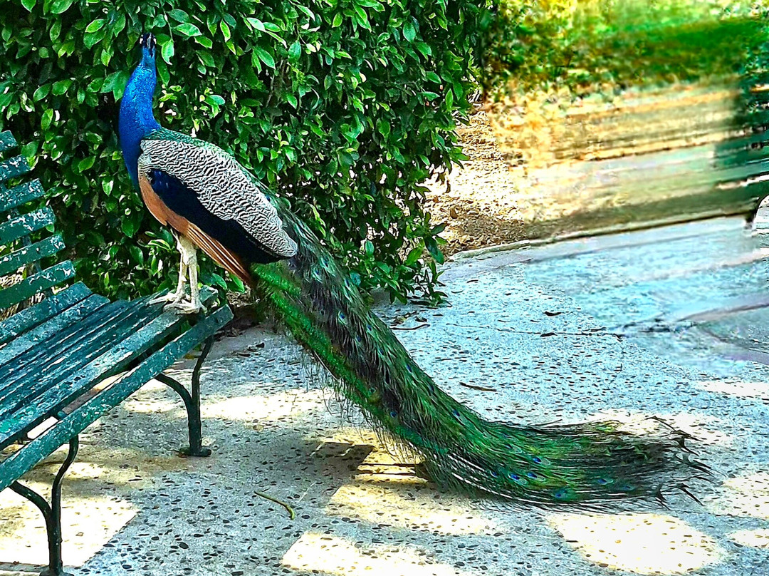 San Anton Gardens-Attard必去景点