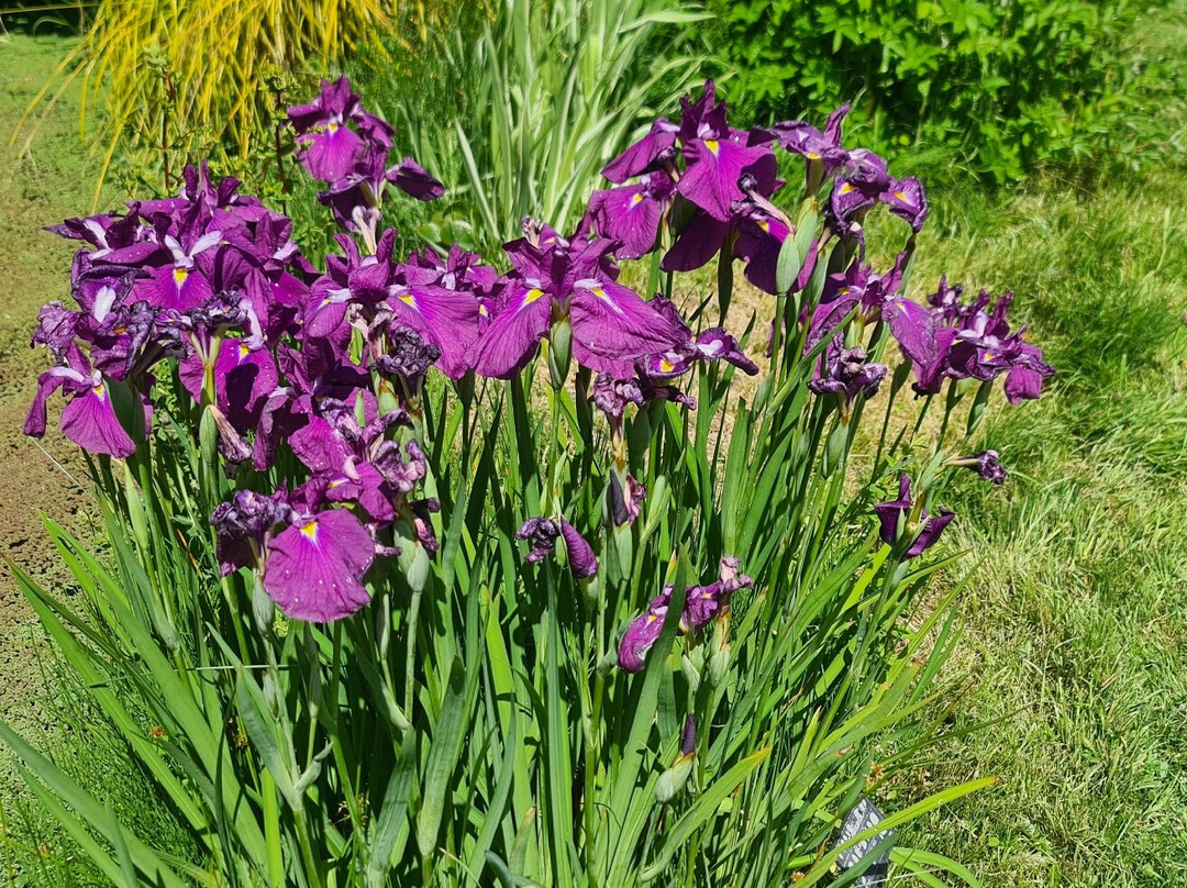 Bennetts Water Gardens-Chickerell必去景点