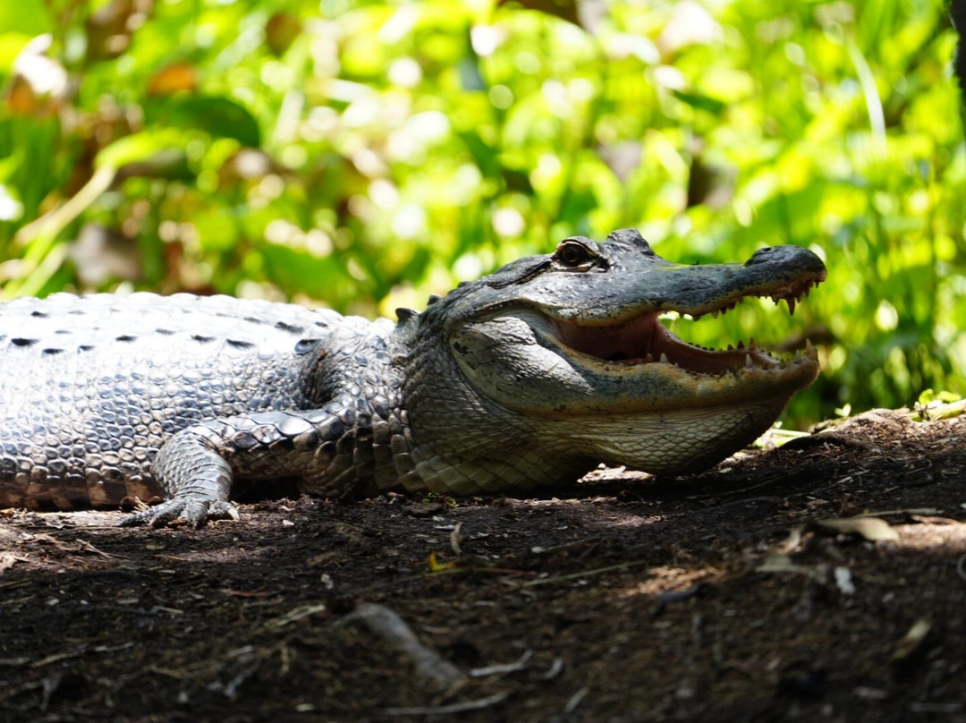 Airboat and Gator Charters-De Leon Springs必去景点