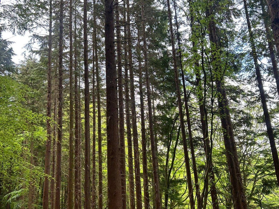 Hamsterley Forest-Hamsterley必去景点