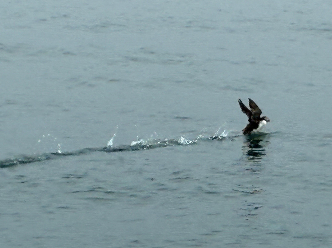 Pembrokeshire Islands Boat Trips-Skomer Island必去景点