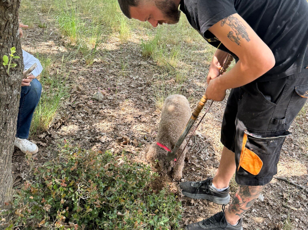 Truffle Hunting-卡兰巴卡必去景点