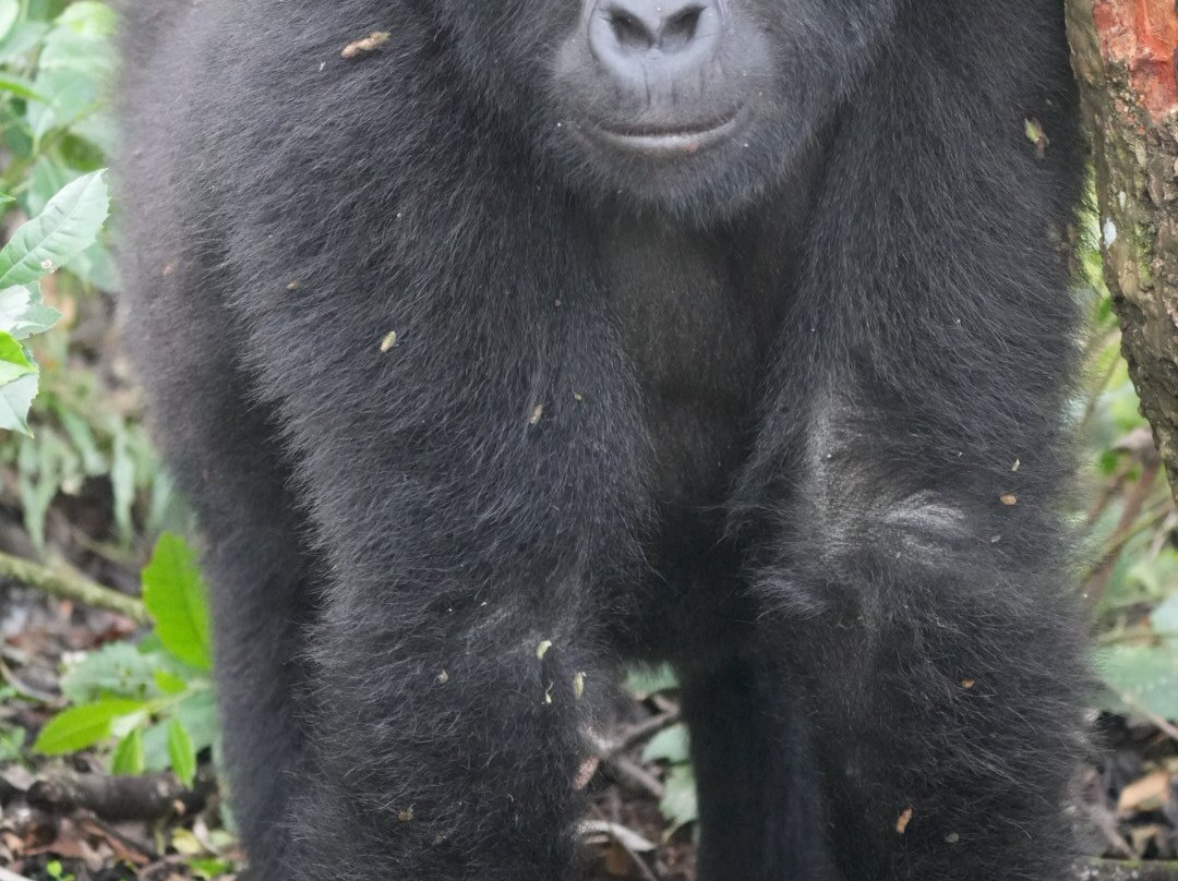 Kisoro Tours Uganda-坎帕拉必去景点