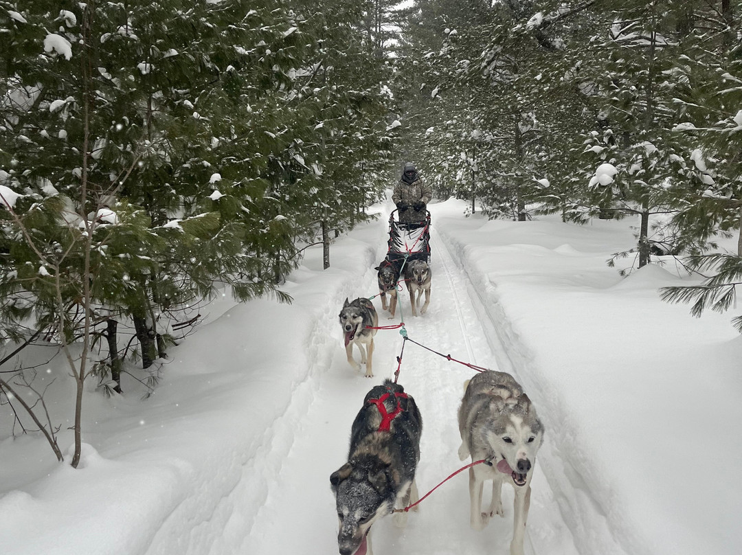 Nature's Kennel Sled Dog Racing and Adventures-McMillan必去景点