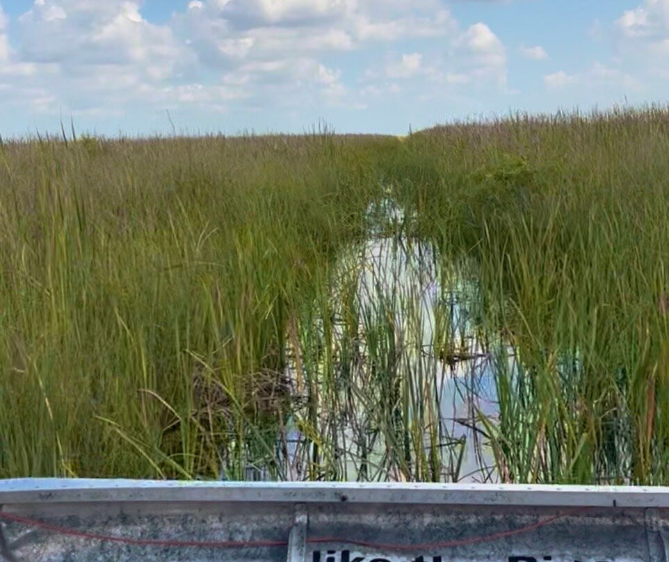 Everglades Swamp Tours-Everglades Wildlife Management Area必去景点