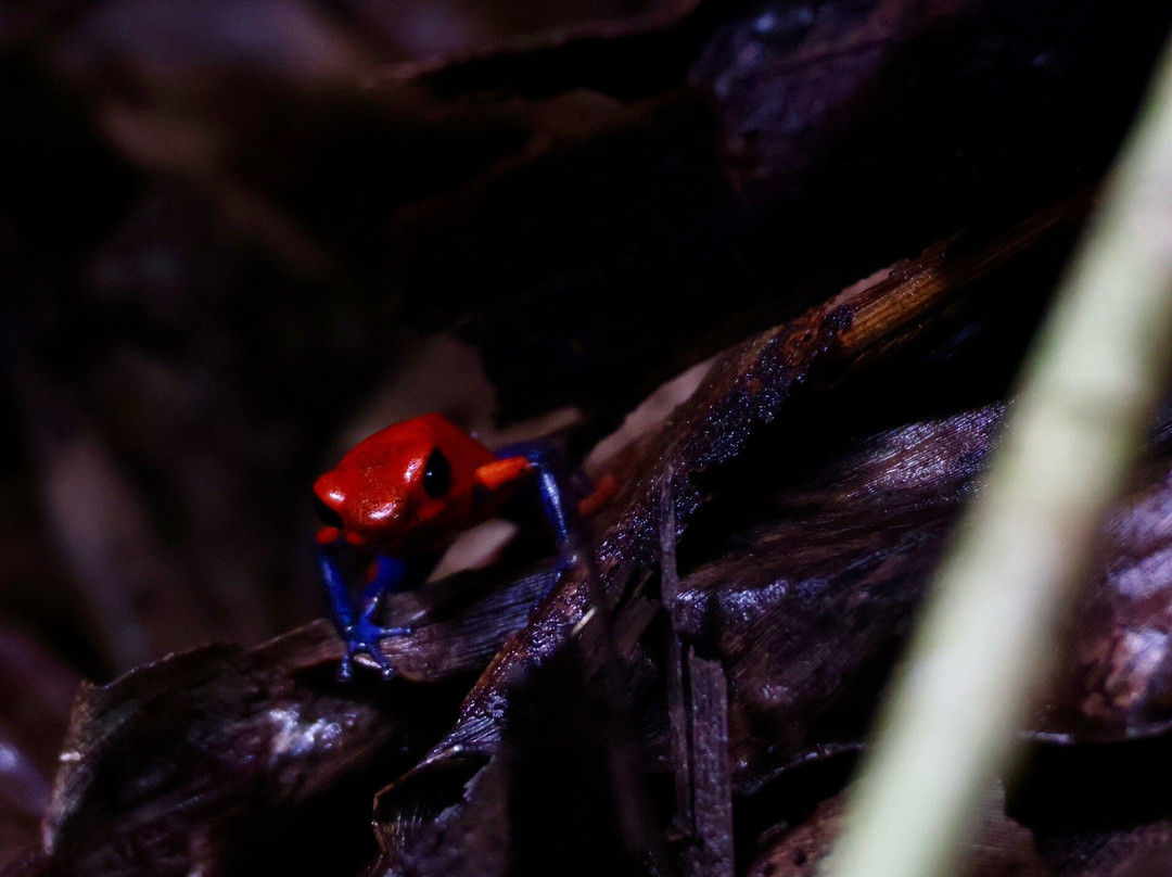 Bijagua Rainforest - Tours-Bijagua de Upala必去景点