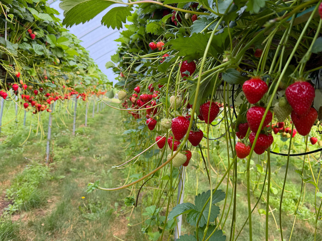 Wester Hardmuir Fruit Farm-奈恩必去景点
