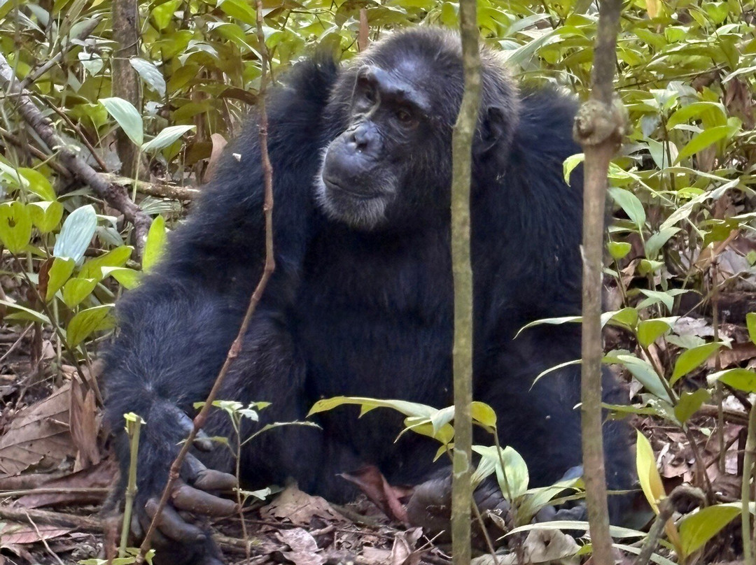 Devine African Safaris-吉佳利必去景点