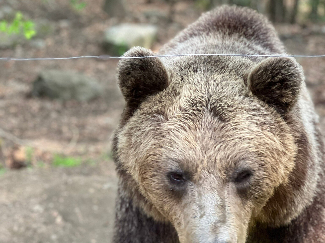 BEAR SANCTUARY Belitsa-Belitsa必去景点