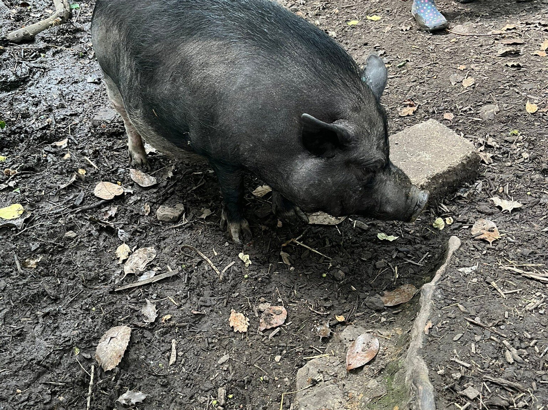 Pigs In The Wood-Huddersfield必去景点