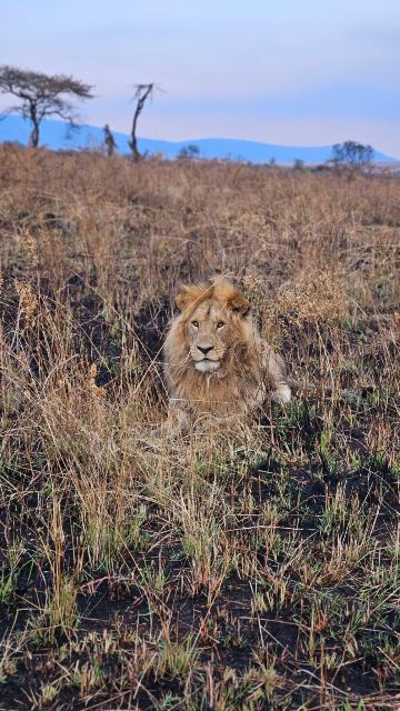 Kimbilio Serengeti Camp-旅行者