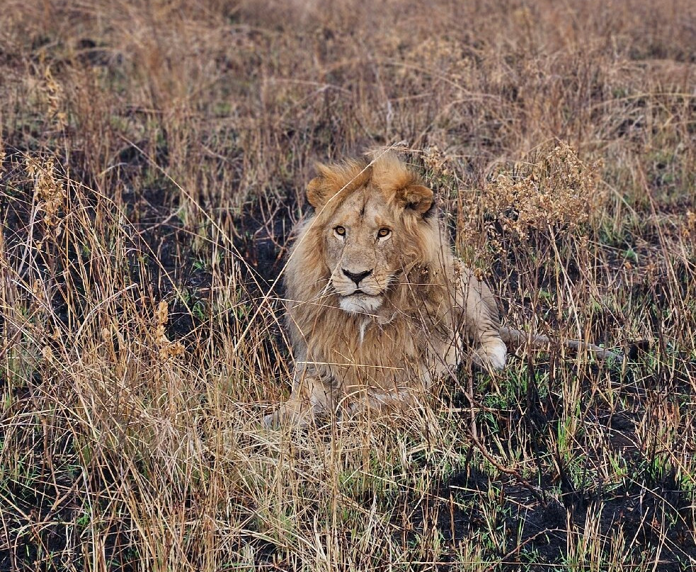 Kimbilio Serengeti Camp主图